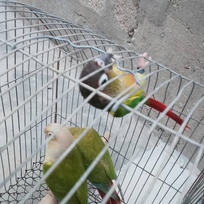 conures pthay 0