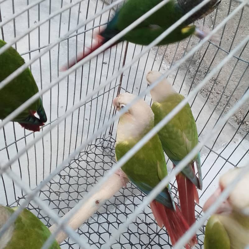 conures pthay 1