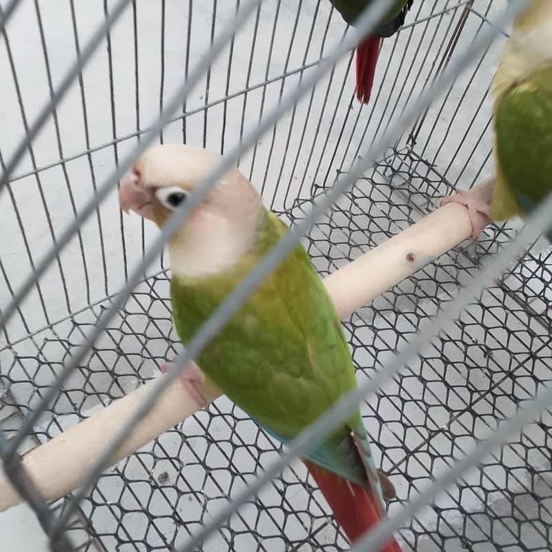 conures pthay 2