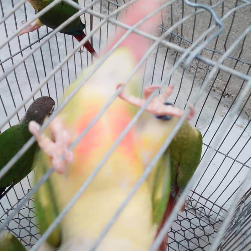conures pthay 3
