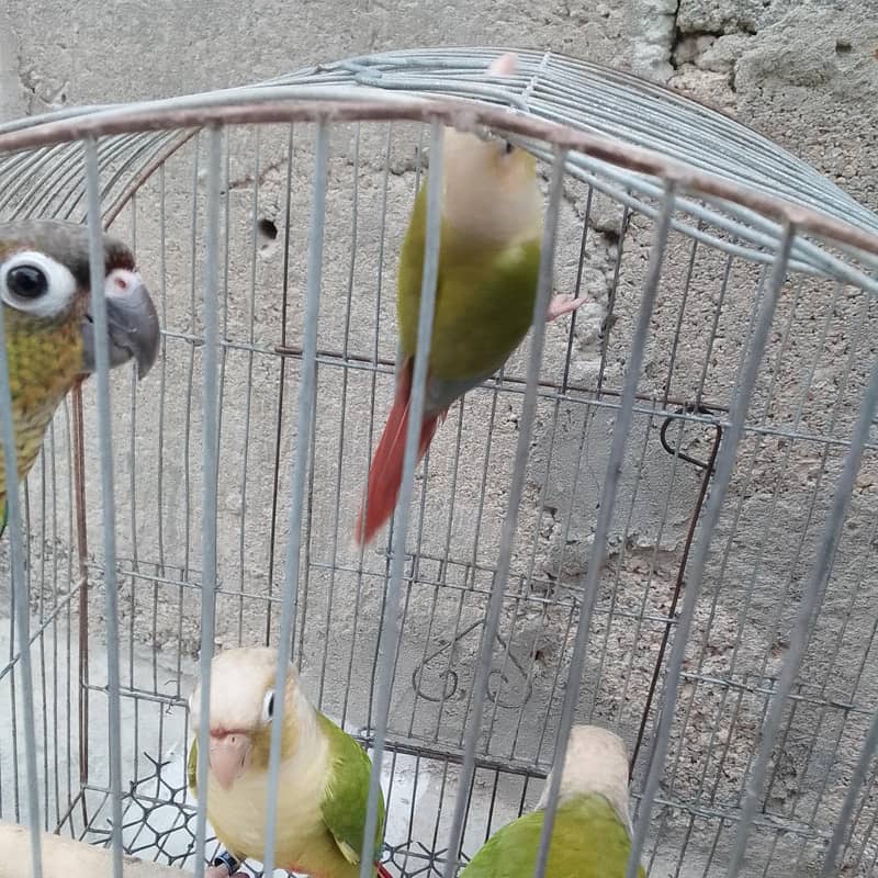 conures pthay 4