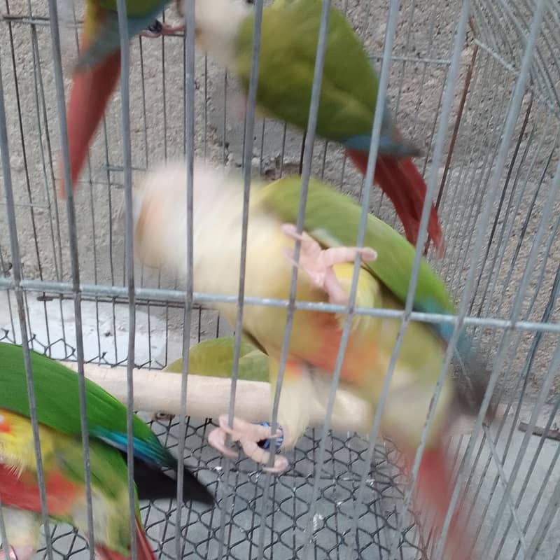 conures pthay 5
