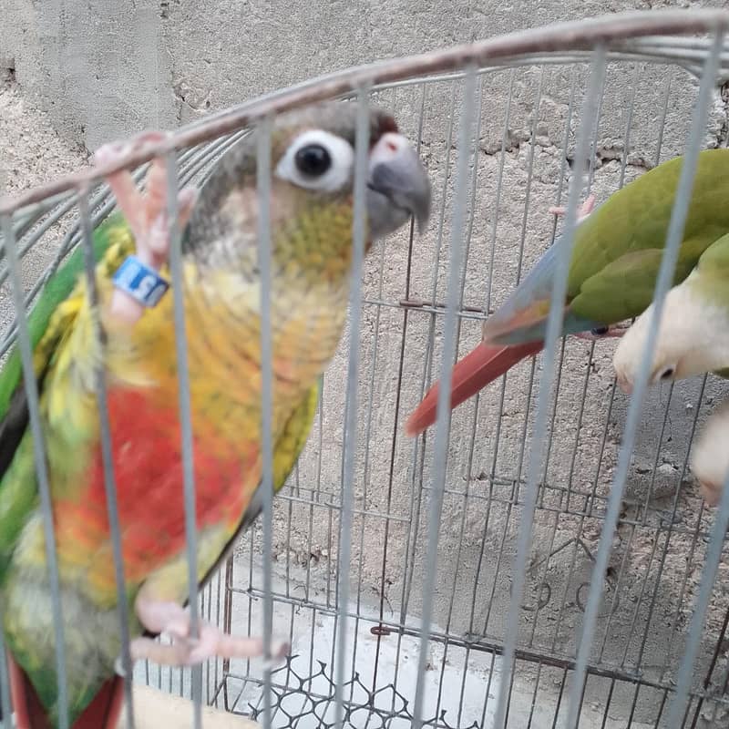 conures pthay 6