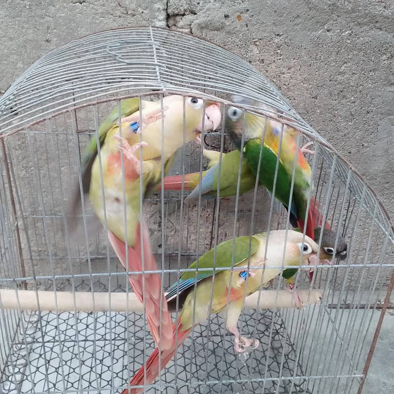 conures pthay 7