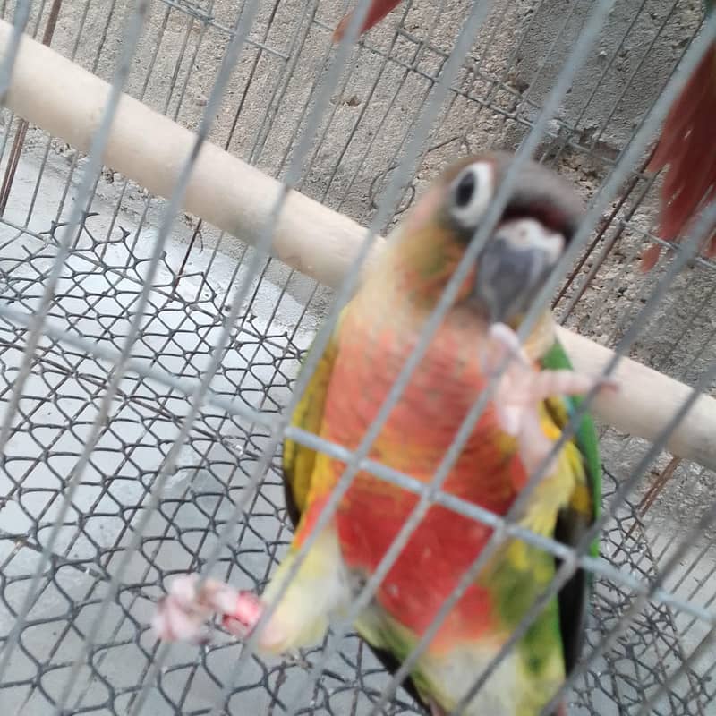conures pthay 8