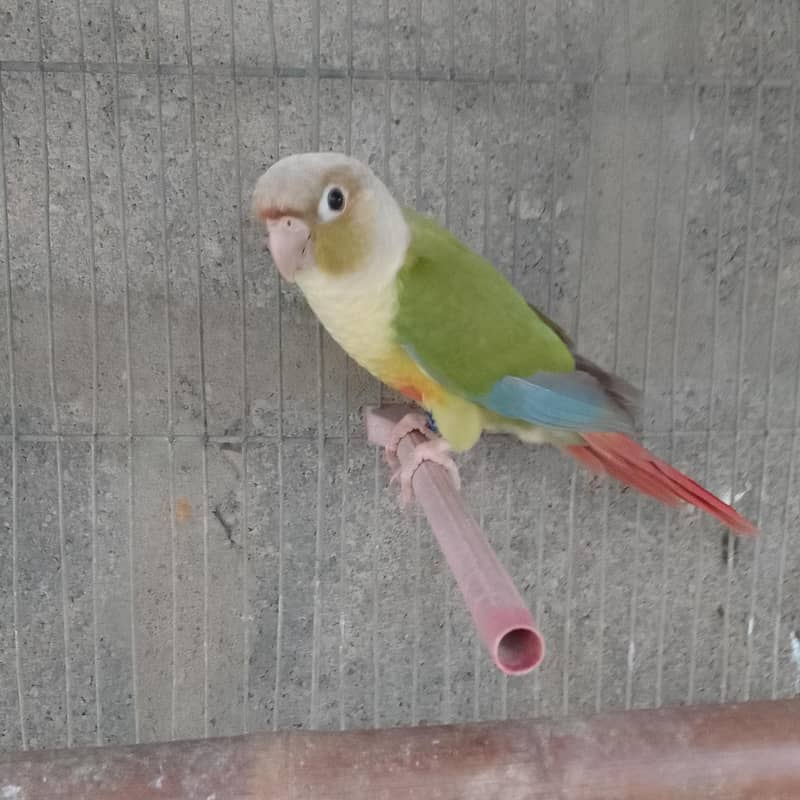 conures pthay 9