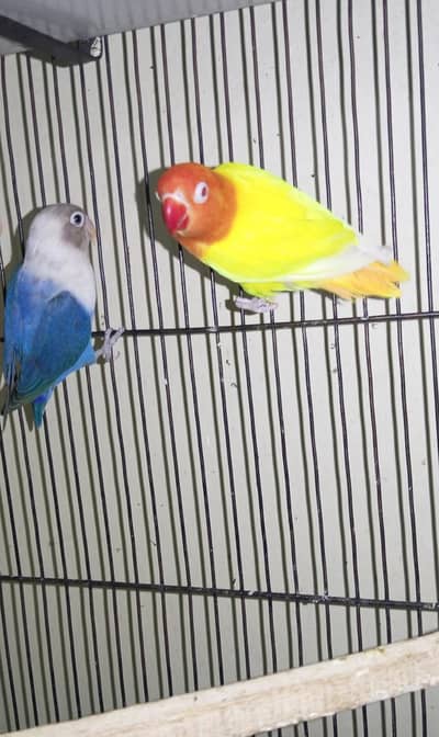 Love birds