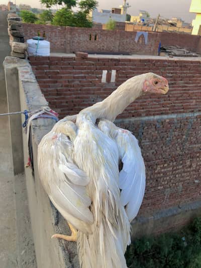 for sale 65 demend location sialkot 03409272291