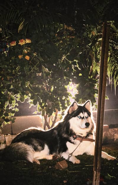 Husky blue eyes