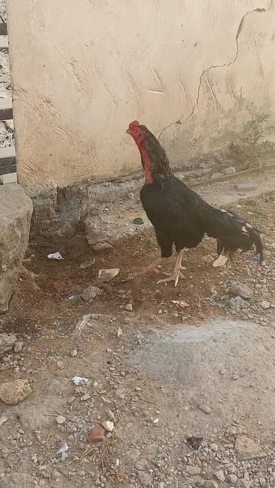 i m seeling my bird