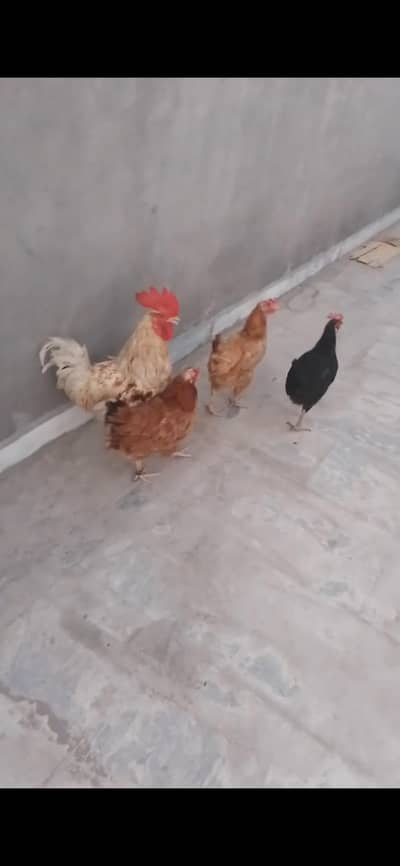 3 female 1 male for sale argent