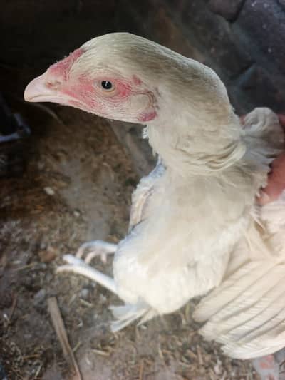 aseel hen paper white