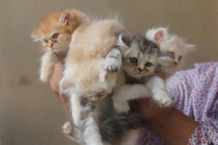 Pure Persian Triple Coated Kittens Cute & Playful