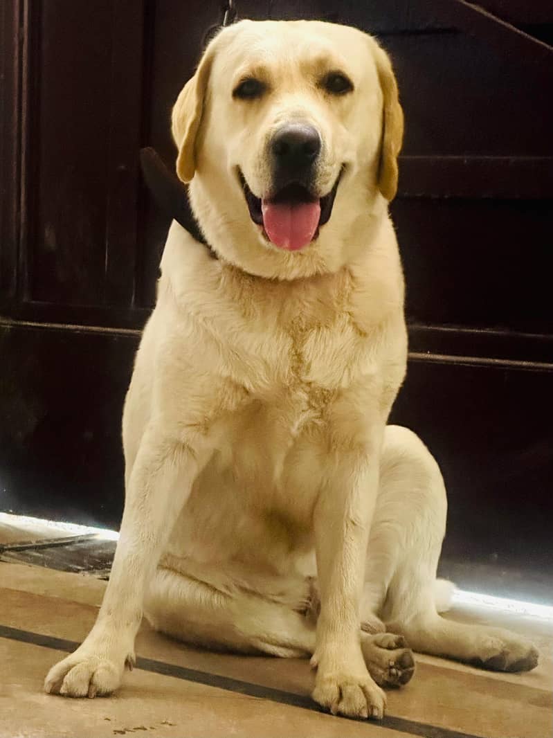 dog  0