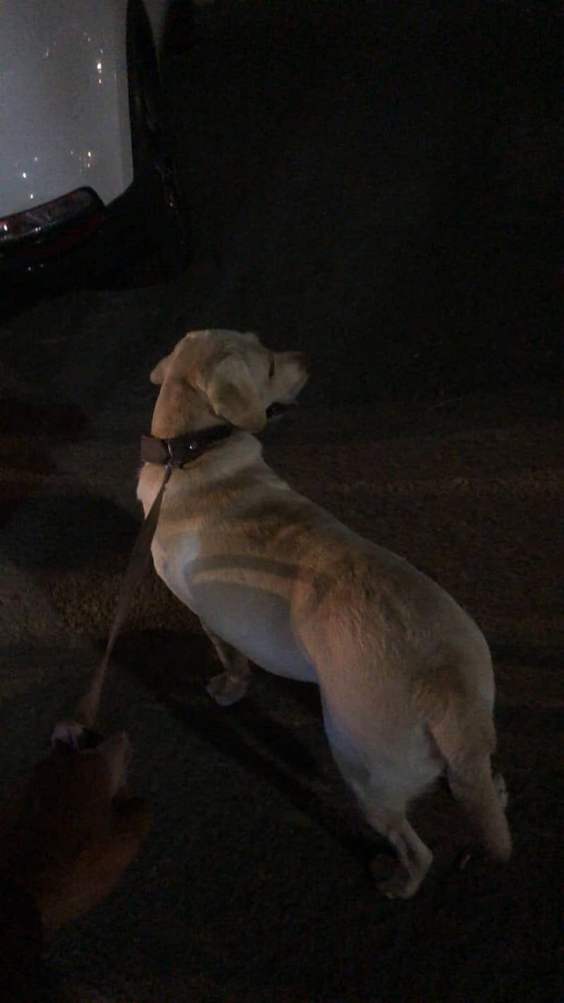 dog  1
