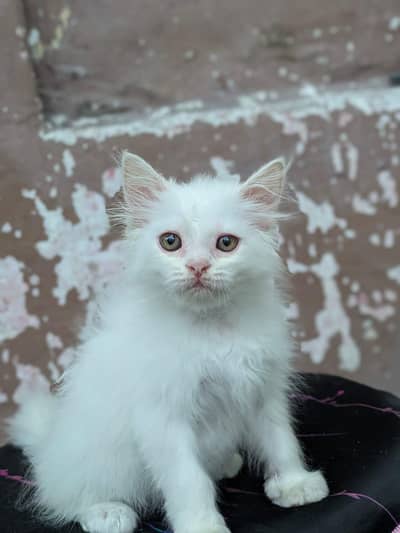 Persian cat pubch face