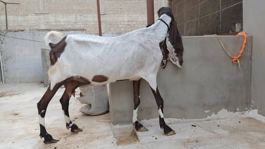 mundi pateri bakri