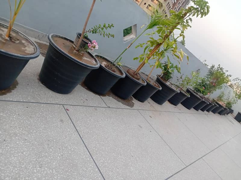 plants 0