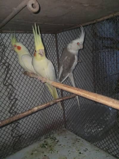 Cocktail 3 females