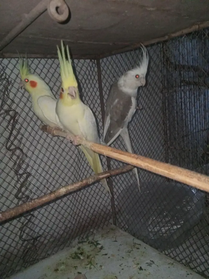 Cocktail 3 females