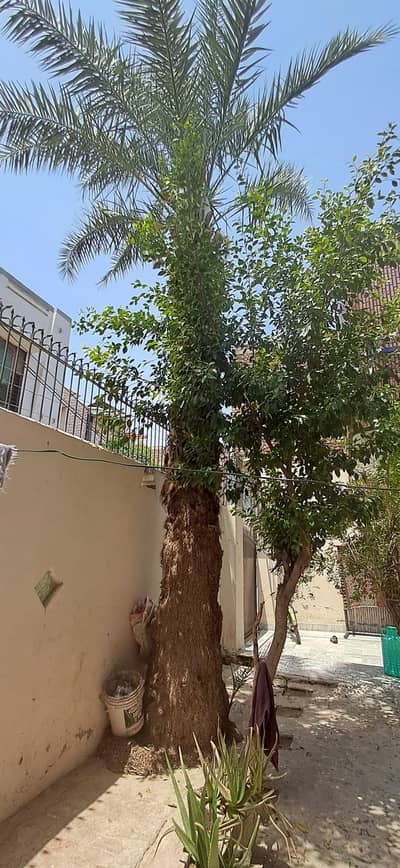 Mature Khajoor (Date Palm) Trees for Sale