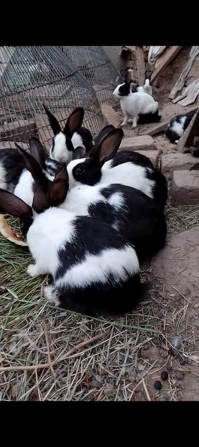 rabbits for sale