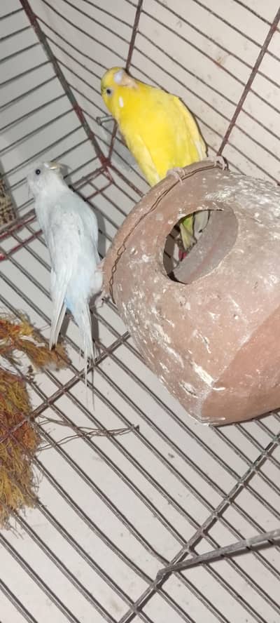 Budgies pair