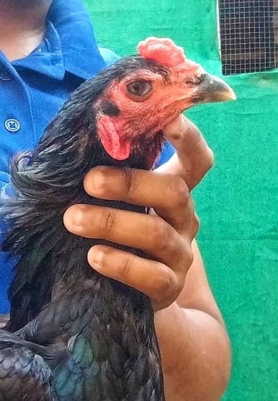 Trad pakoy patha age 11 months perents important f1 breed ma sa hai