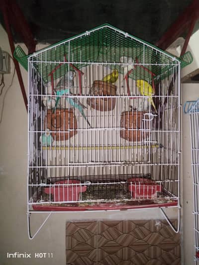 Australian parrots