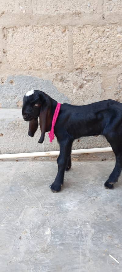 Bakra