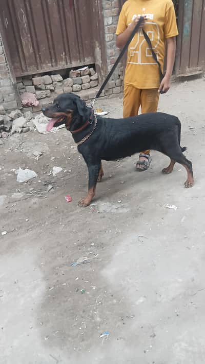 Rottweiler breatar female for sale