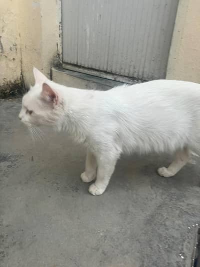 White Persian Cat