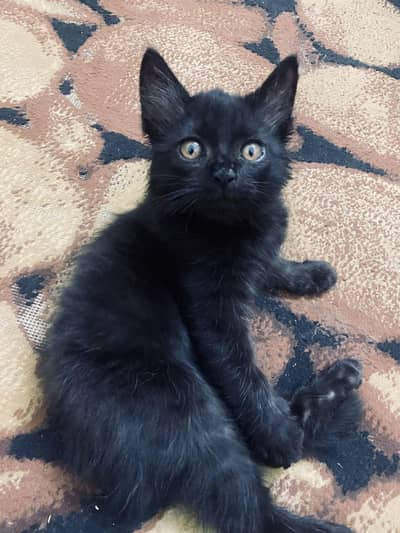 Black Male Persian kitten 