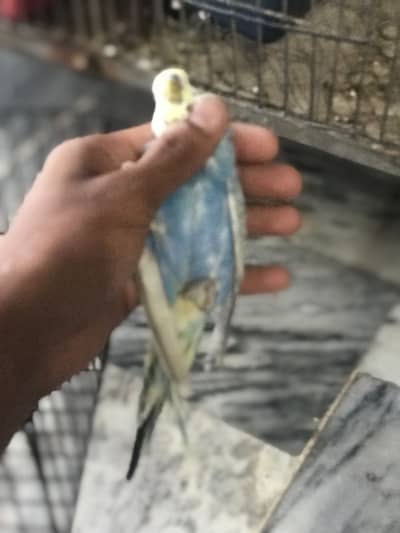 under size males for sale