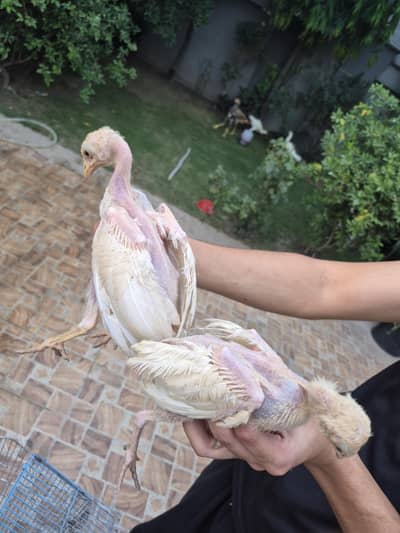 Heera Aseel Chicks White aseel