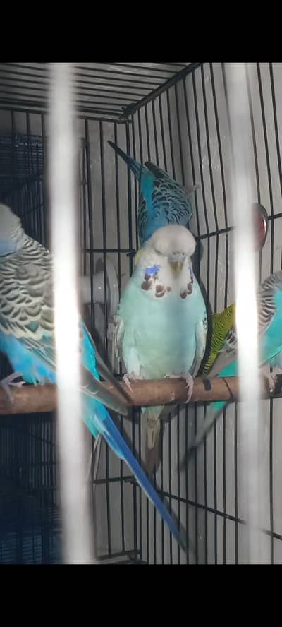 exibition breeder pair for sale
