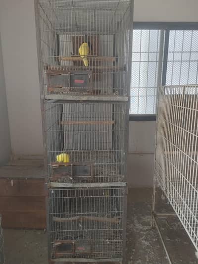 cockatoo chicks for sale