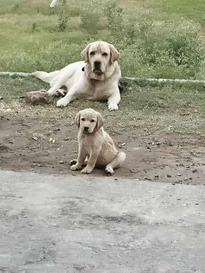 Lebrador female pup