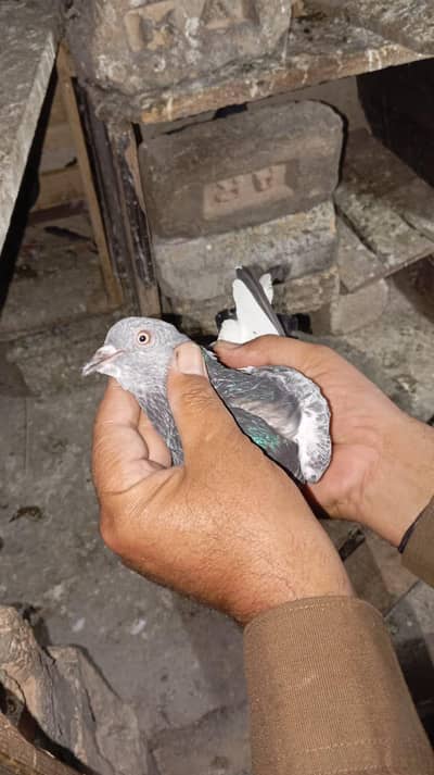 pigeon