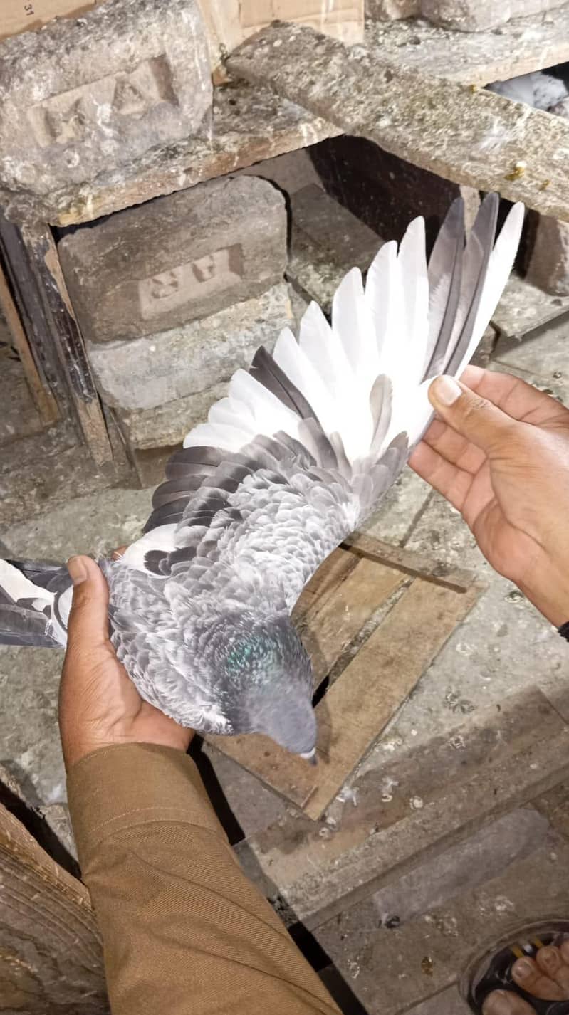 pigeon 1