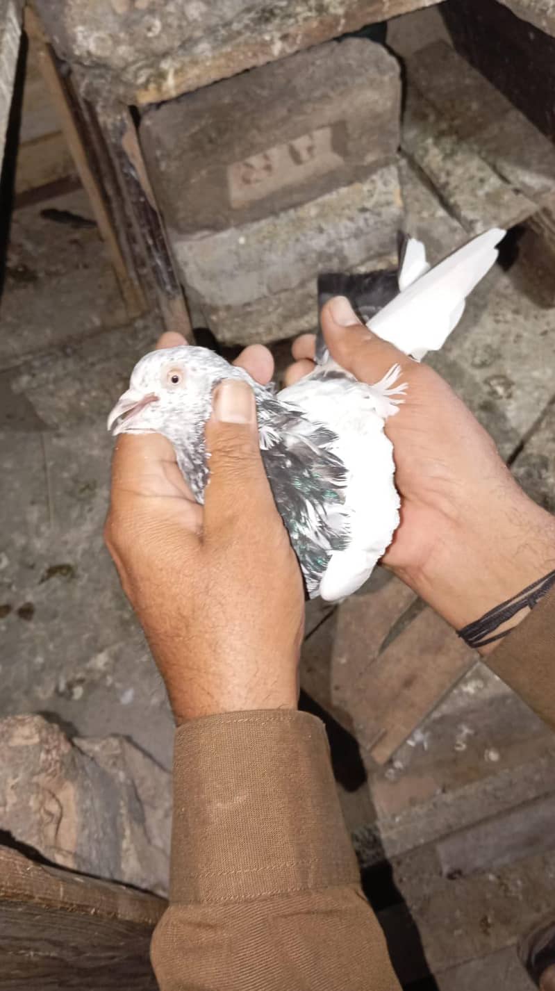 pigeon 2