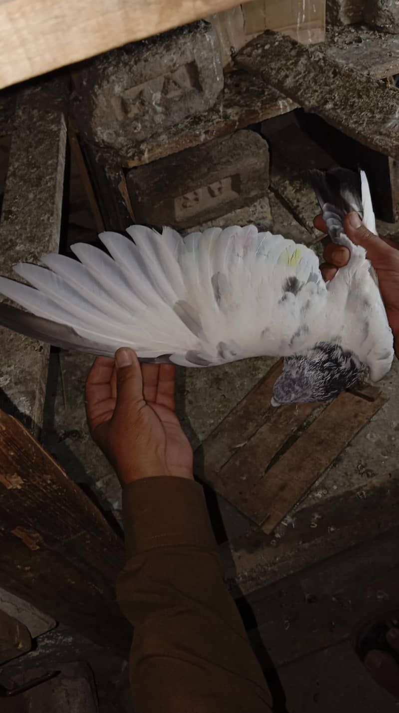 pigeon 3