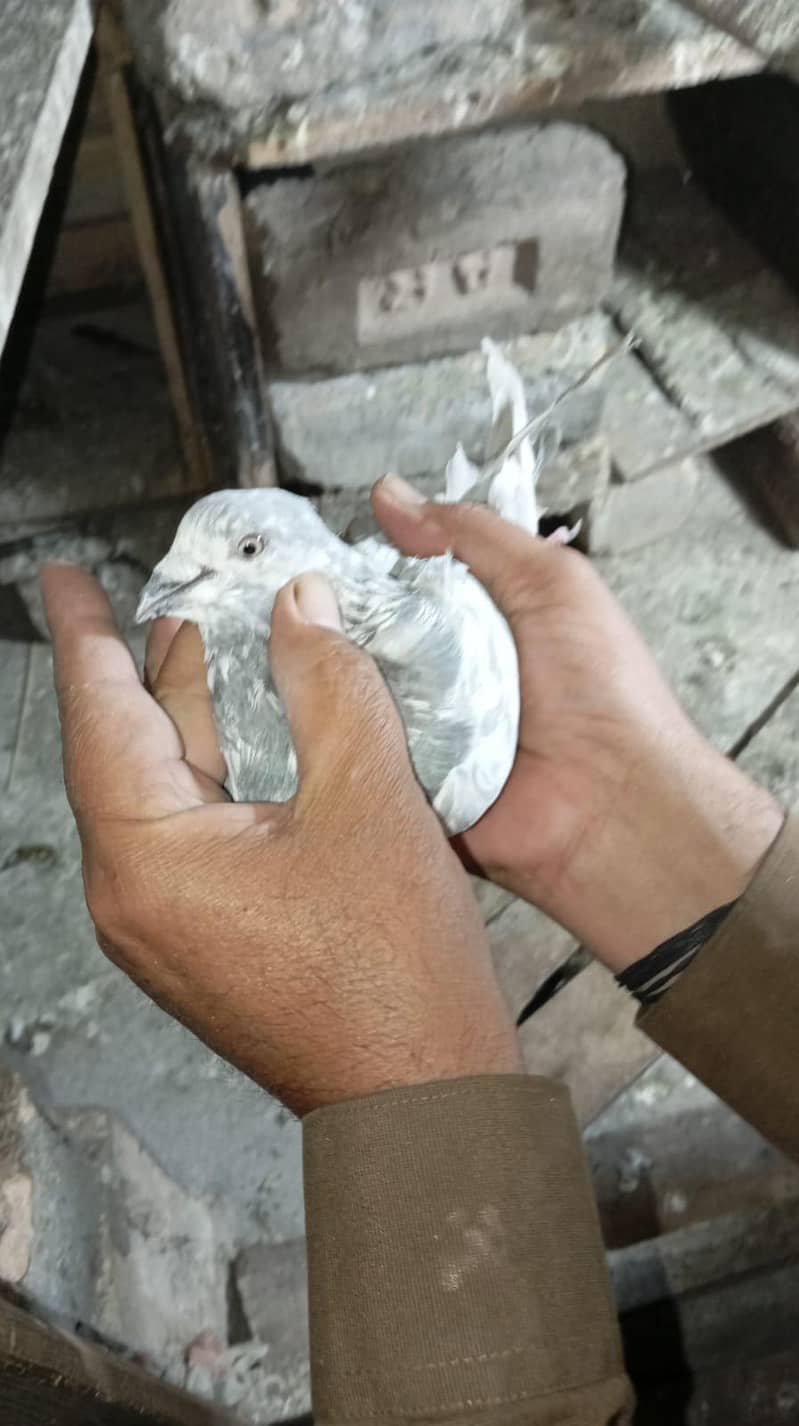 pigeon 4