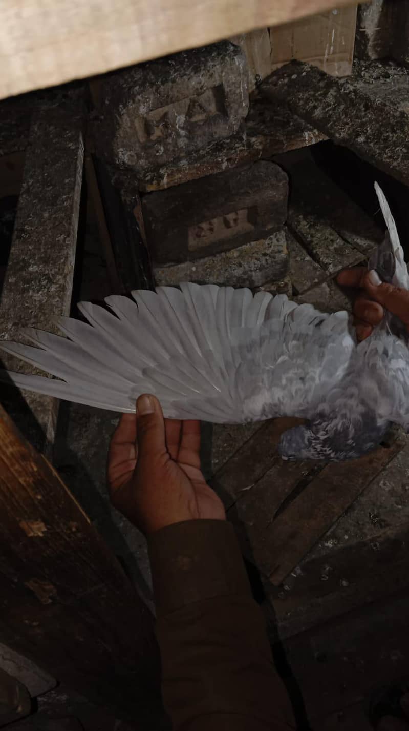 pigeon 5