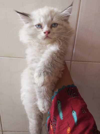 white grey Persian cats