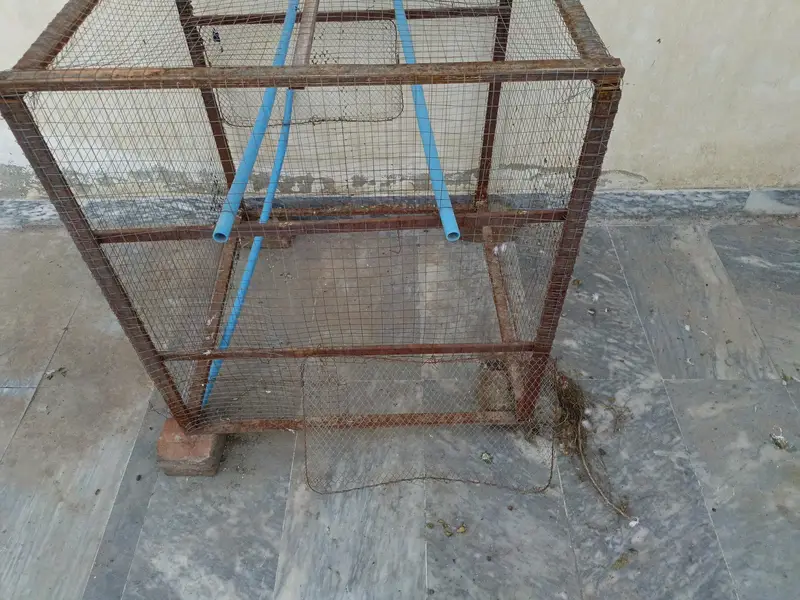 iron cage — photo 6