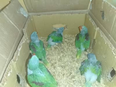 Raw chicks