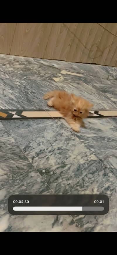 Kittens for Sale