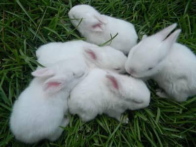red eyes bunny