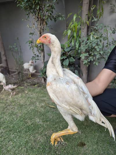 SHAMO ASEEL HEERA